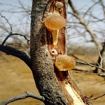 Arabic Gum Natural For Cosmetics